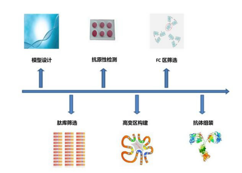 抗体人源化3