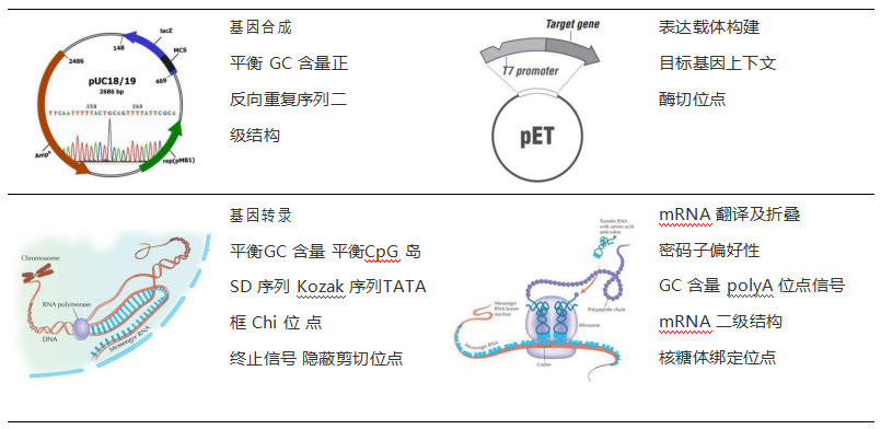 密码子优化1