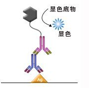 抗体亚型的鉴定