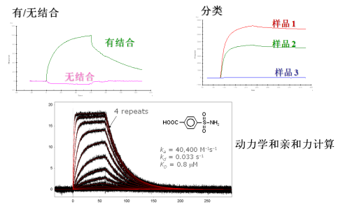 靶蛋白2