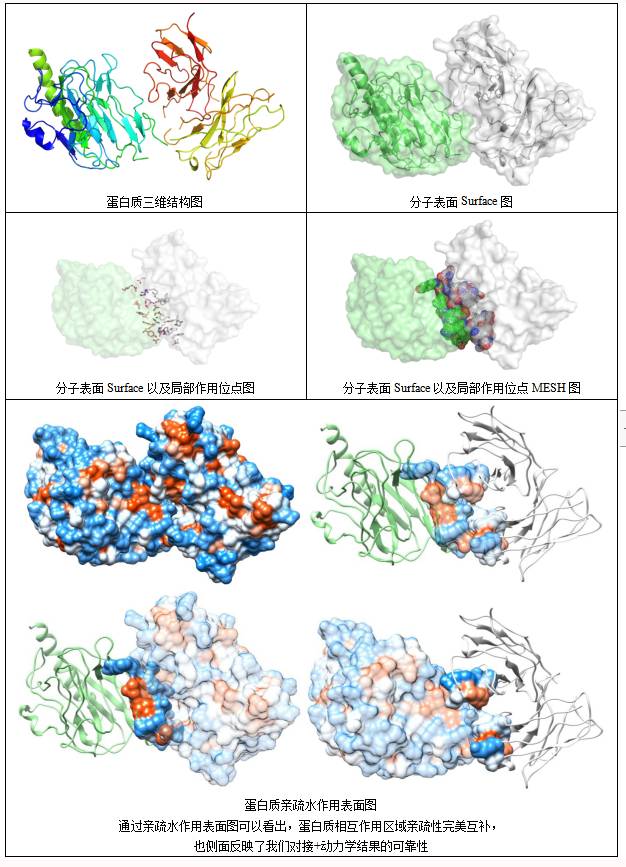 分子对接案例4