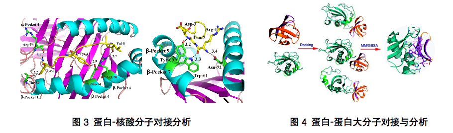 分子对接2