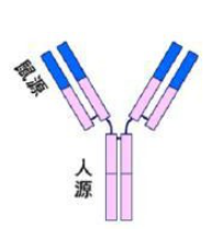 单克隆抗体的分类2