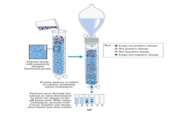 离子交换色谱纯化